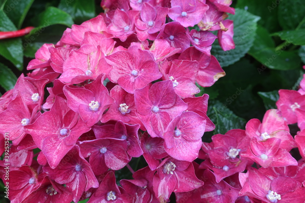雨に輝く美しい紫陽花