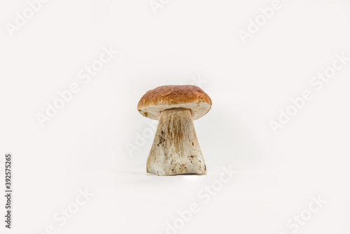 Beautiful fresh porcini mushrooms on white background isolated season healthy food 