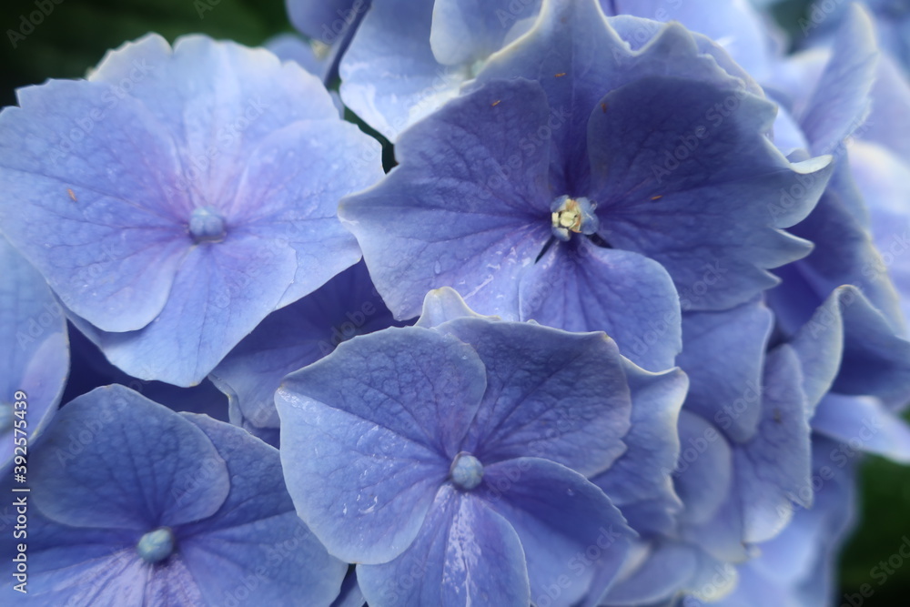 梅雨に咲く美しい紫陽花