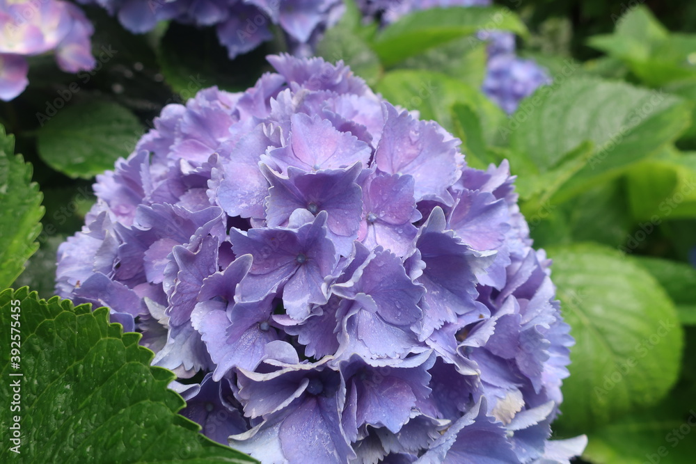 梅雨に咲く美しい紫陽花