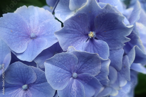 Obraz na płótnie 梅雨に咲く美しい紫陽花 w salonie