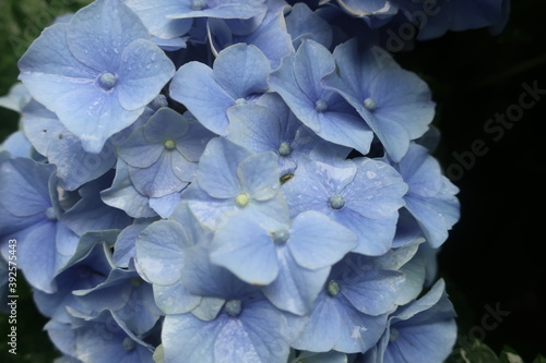Obraz na płótnie 梅雨に咲く美しい紫陽花 w salonie