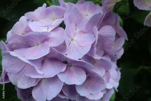Obraz na płótnie 梅雨に咲く美しい紫陽花 w salonie