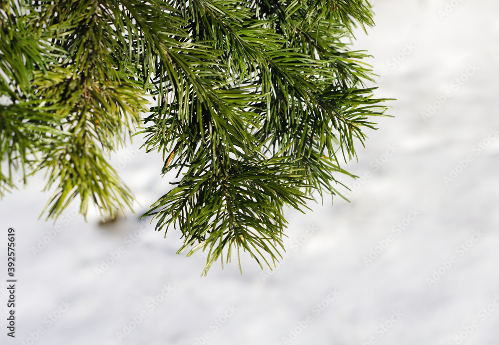 Obraz premium Christmas winter nature background. Christmas pine under the snow.Copy space. Christmas tree under the snow in the forest. Winter landscape close-up.