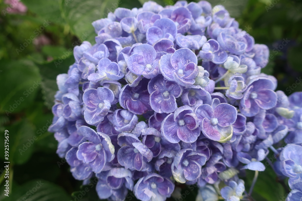 梅雨に咲く美しい紫陽花