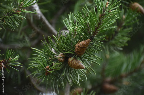 The young green pine cones of the pine tree in Sapporo Japan
