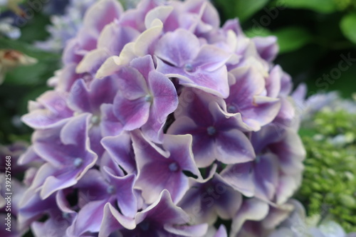 梅雨に咲く美しい紫陽花