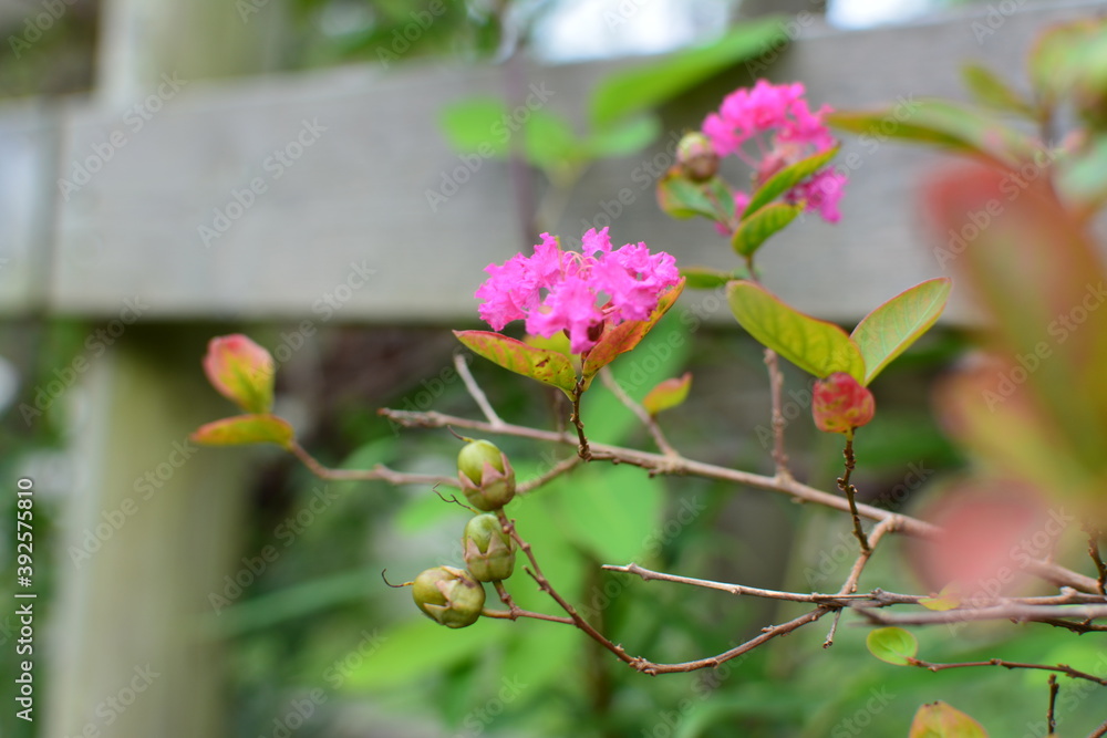 サルスベリのピンク色の花 サルスベリのピンク色の花