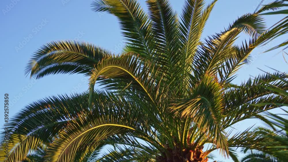 palm leaves against the blue sky. concept of vacation in the tropics. palm leaves against the blue sky. concept of vacation in the tropics.