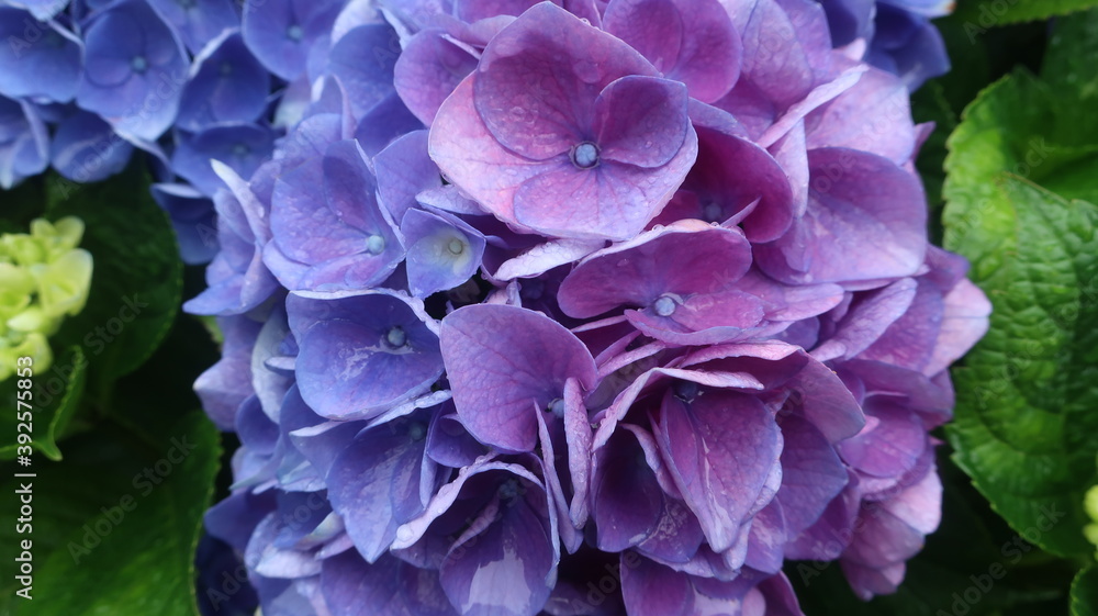 梅雨に咲く美しい紫陽花
