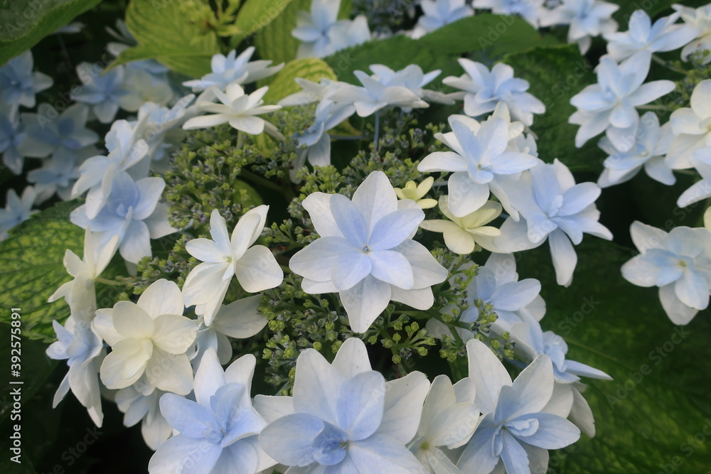 梅雨に咲く美しい紫陽花