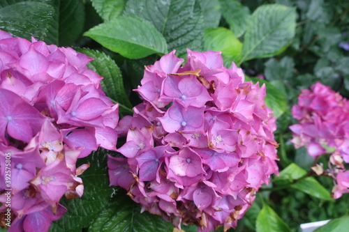 雨に輝く美しい紫陽花