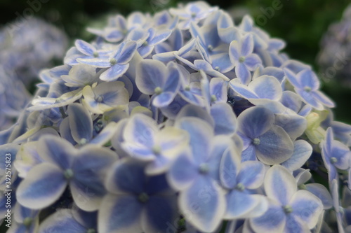Obraz na płótnie 梅雨に咲く美しい紫陽花 w salonie