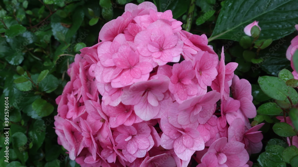 雨に輝く美しい紫陽花
