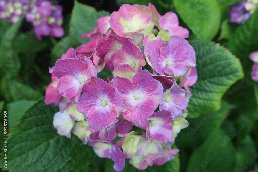 雨に輝く美しい紫陽花