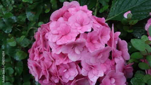 Obraz na płótnie 雨に輝く美しい紫陽花 w salonie