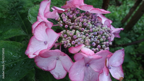 Obraz na płótnie 雨に輝く美しい紫陽花 w salonie