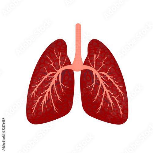 Human lungs. Internal organs, vector illustration