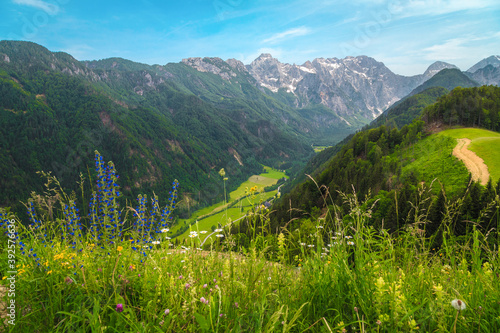 Logarska Dolina valley view from the flowery slopes, Slovenia