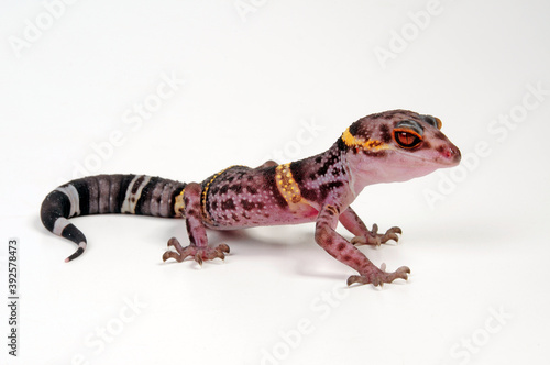 Hainan-Krallengecko // Chinese cave gecko (Goniurosaurus hainanensis) photo