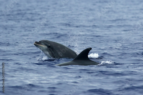 The common bottlenose dolphin or Atlantic bottlenose dolphin  Tursiops truncatus  on the high seas. A pair of dolphins in the Atlantic.