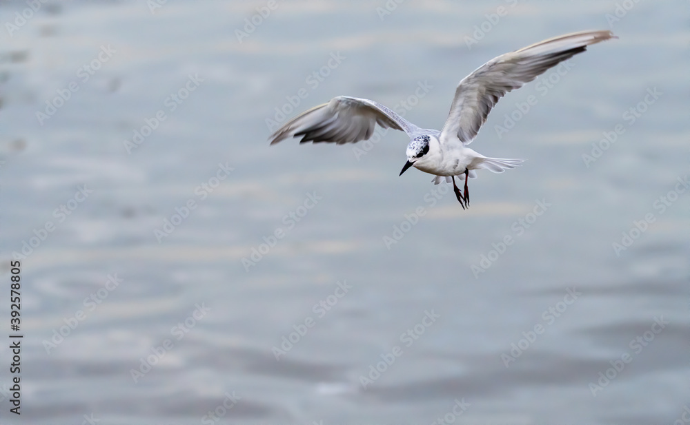 Obraz premium The whiskered tern in flight , Bang Pu Recreation Centre , Thailand