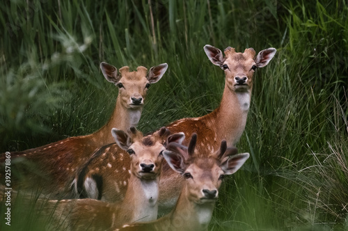 Fototapeta Naklejka Na Ścianę i Meble -  Stadko młodych jeleni na tle zielonych trzcin