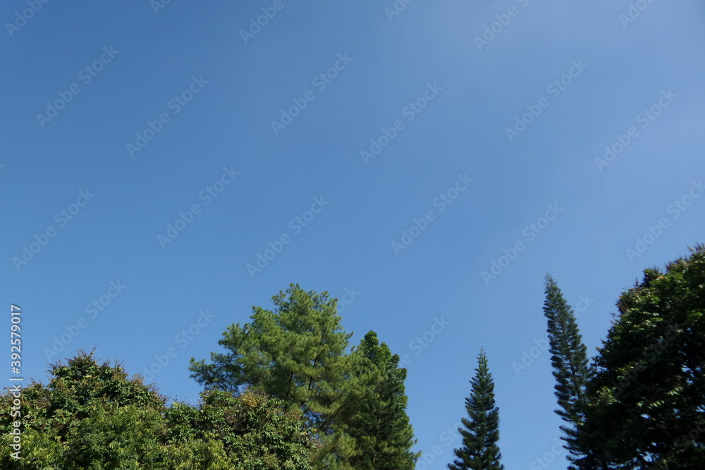 background of tall trees with clear blue sky