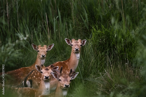 Fototapeta Naklejka Na Ścianę i Meble -  Stadko młodych jeleni na tle zielonych trzcin
