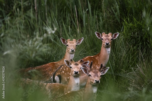 Fototapeta Naklejka Na Ścianę i Meble -  Stadko młodych jeleni na tle zielonych trzcin