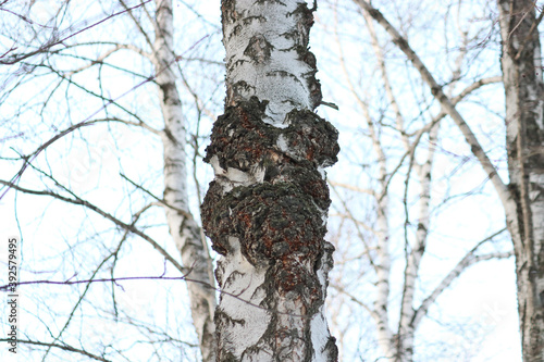 Chaga (Inonotus obliquus) is a fungus from the Hymenochaetaceae family. Potential medicine for coronavirus. It parasitizes birch and other trees.