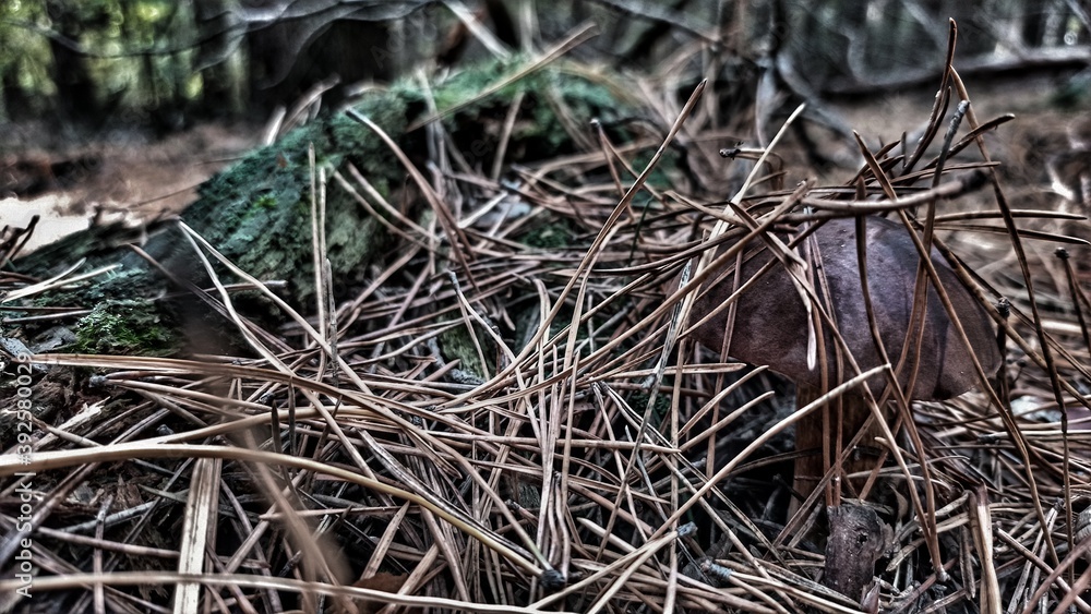 close up of a grass