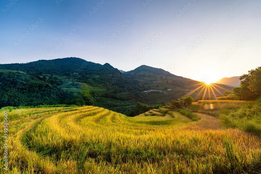 Terraced rice fields in Y ty, Sapa, Laocai, Vietnam prepare the harvest