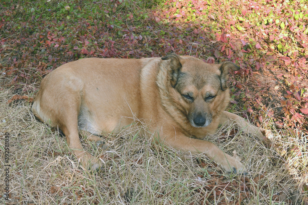 Lonely old dog lies on the grass in the shade Lonely old dog lies on the grass in the shade