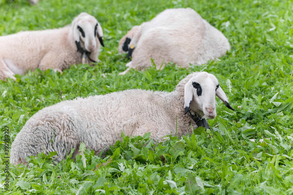 Obraz premium Brillenschaf sheep in an Italian mountain pasture