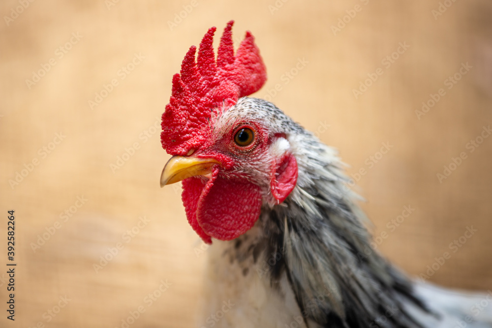 Portrait of young plymouth rock rooster (Barred Rock rooster)
