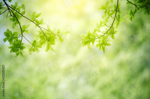 Nature of green leaf in garden at summer. Natural green leaves plants using as spring background cover page greenery environment ecology wallpaper