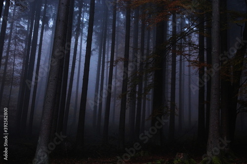 Fog In The Forest