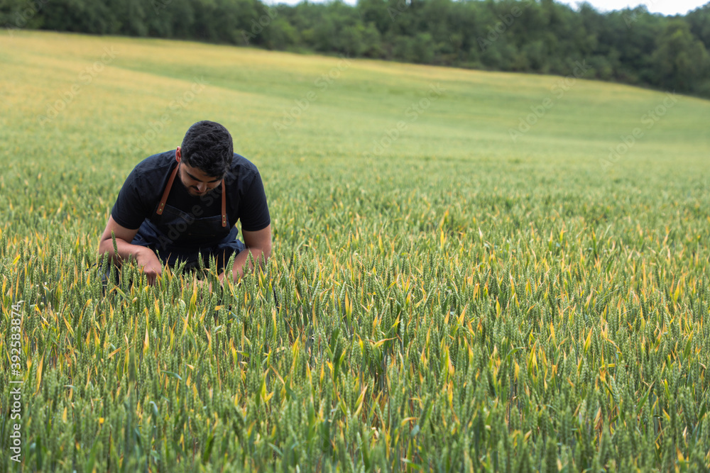 chef crouched in a cereal field during harvest looking at the wheat in the meadow chef crouched in a cereal field during harvest looking at the wheat in the meadow