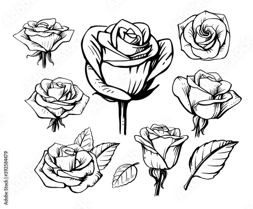 black outline rose set on white background