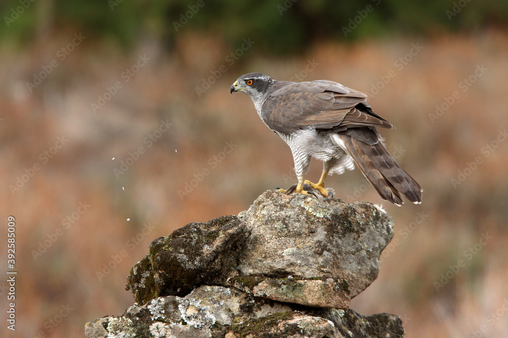 Northern goshawk adult female on a cork oak trunk with the last lights of an autumn day in a forest of oaks, pines and cork oaks Northern goshawk adult female on a cork oak trunk with the last lights of an autumn day in a forest of oaks, pines and cork oaks