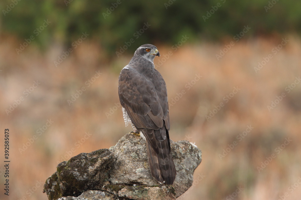 Fototapeta premium Northern goshawk adult female on a cork oak trunk with the last lights of an autumn day in a forest of oaks, pines and cork oaks