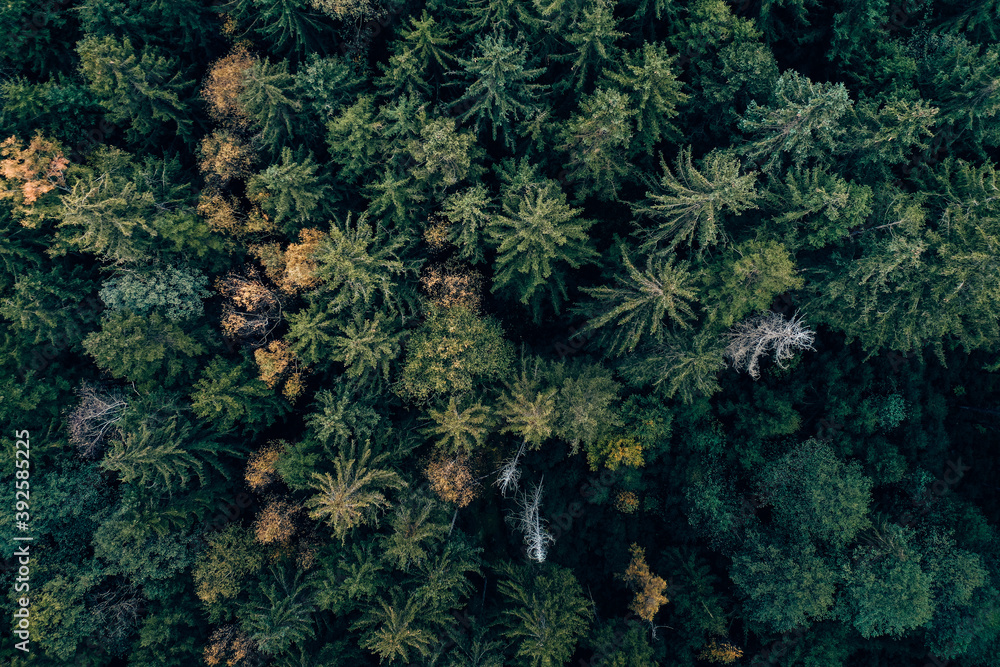 Fototapeta premium Drohnenfoto Wald von oben