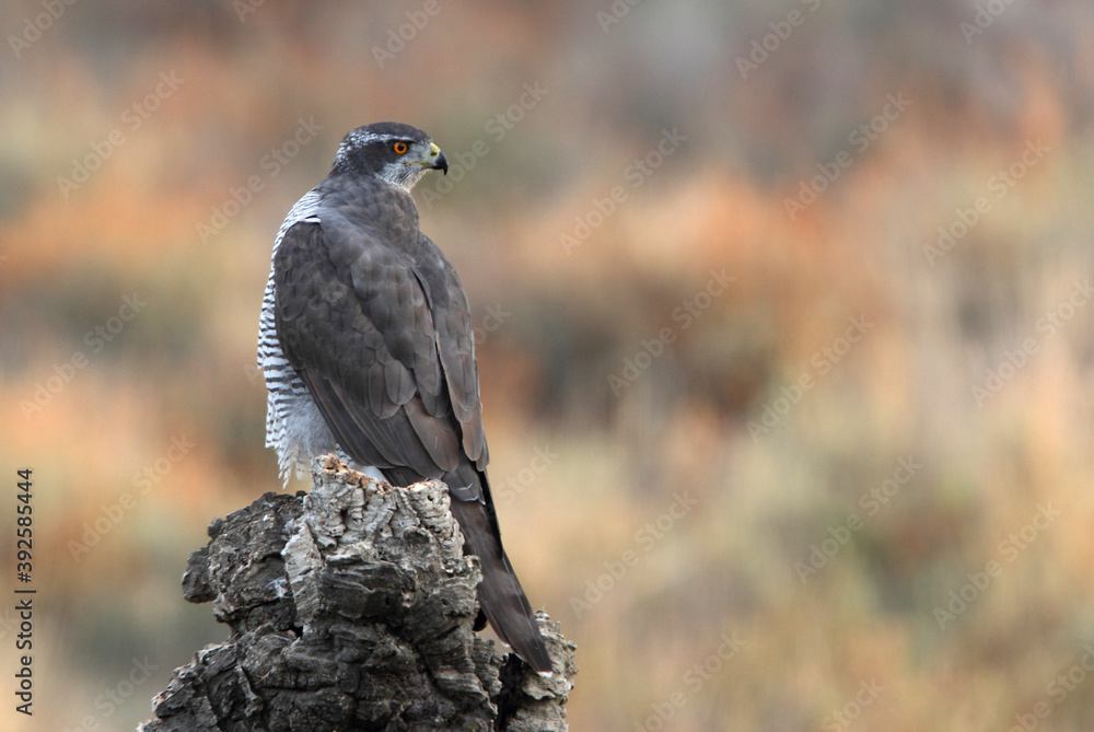 Fototapeta premium Northern goshawk adult female on a cork oak trunk in a pine, oak and cork oak forest in autumn with the last light of day