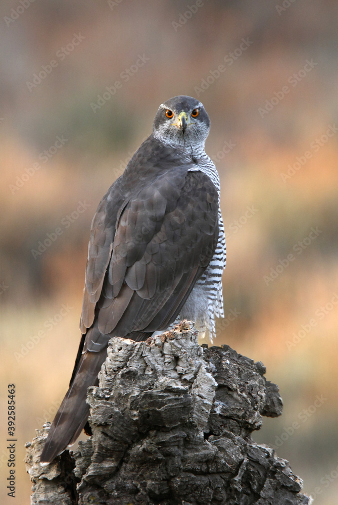 Fototapeta premium Northern goshawk adult female on a cork oak trunk with the last lights of an autumn day in a forest of oaks, pines and cork oaks