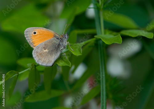  orange butterfly sits on a green leaf