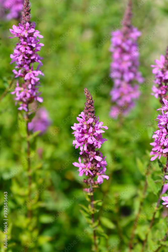 Obraz premium Purple loosestrife