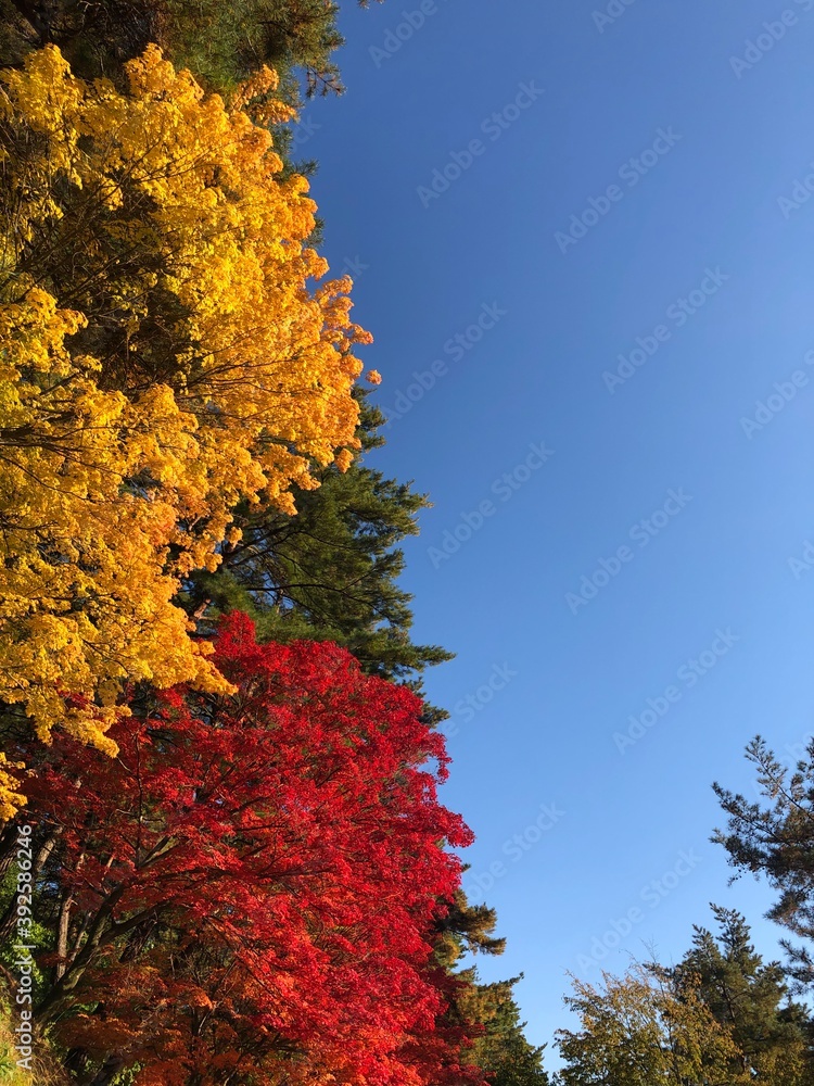 Fototapeta premium 가을 하늘