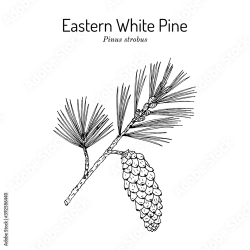 Eastern white pine Pinus strobus , mtdicinal plant, Michigan and Maine State Tree photo
