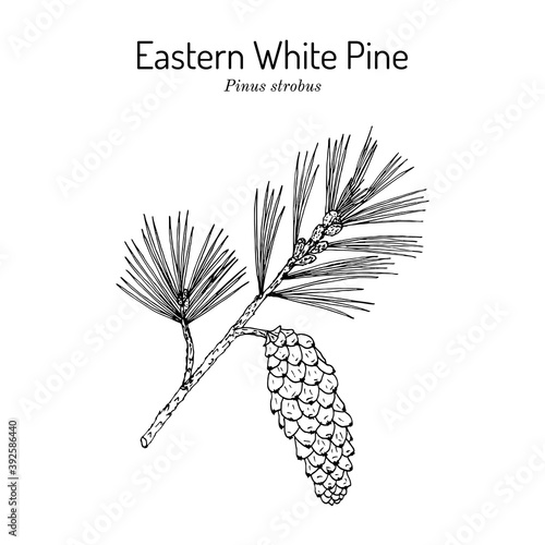 Eastern white pine Pinus strobus , mtdicinal plant, Michigan and Maine State Tree